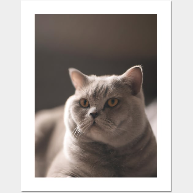 British short haired cat Wall Art by maxcode